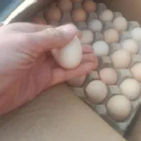 تخم مرغ محلی ارگانیک|خوردنی و آشامیدنی|قم, پردیسان|دیوار