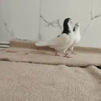 فروش کبوتر|پرنده|سراب, |دیوار