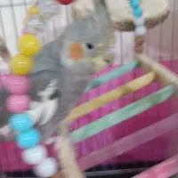 عروس هلندی|پرنده|محمدشهر, زیبادشت|دیوار