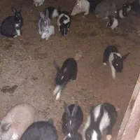 خرگوش خانگی