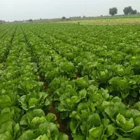 کاهو دارم کارگر کاهو بر میخوام|استخدام صنعتی، فنی، مهندسی|دزفول, |دیوار