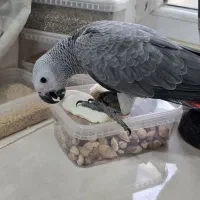 جوجه کاسکو دانخور