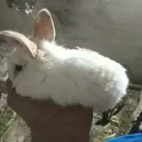 خرگوش