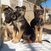 سگ ژرمن شولاین