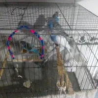 مرغ عشق ۵ عدد