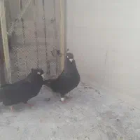 کبوتر صرب|پرنده|باغ ملک, |دیوار