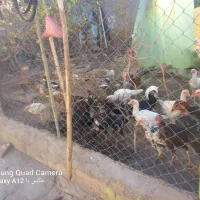 لاری اصیل|حیوانات مزرعه|میانه, |دیوار