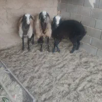 میش وکر شال