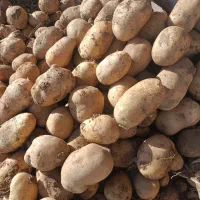 سیب زمینی جلی رانومی مدل 402|خوردنی و آشامیدنی|رزن, |دیوار