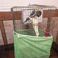 عروس هلندی|پرنده|بهبهان, |دیوار