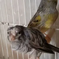 قناری و طوطی کوتوله|پرنده|مشهد, امامیه (شهرک غرب)|دیوار