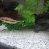 ماهی ردلاین