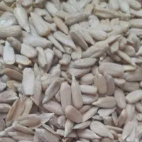 زیرقیمت بازار مغزتخمه ی تازه درشت ۵۵۰مغزتخم کدو۹۰۰