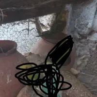 مرغ عشق|پرنده|سراوان, |دیوار