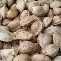 بادام و آلوچه