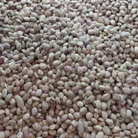 انواع برنج و حبوبات اعلا