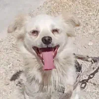 گمشده خیابون راهنمای سیاوش