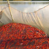 ماهی عید|ماهیگیری|کرج, فاز ۴ مهرشهر|دیوار