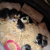 یازده عدد جوجه مرغ گلین با کیفیت بردسیر