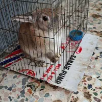 خرگوش قهوه ایی سفید