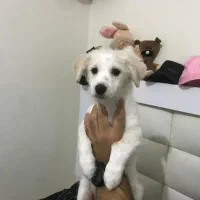 واگذاری پت نر|سگ|تهران, ابوذر|دیوار