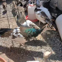 طاووس ۳ ماهه