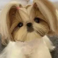 سگ بامزه خانگی|سگ|شیراز, تاچارا|دیوار