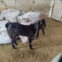 نر بز ۸ماه  گامبوری اصل