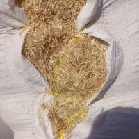 کاه گندم سفید دیم به شرط