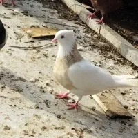 کبوتر