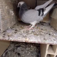 کفتر معاوضه و فروش