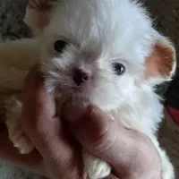 نیم وجبی ها|سگ|رشت, پسیخان|دیوار