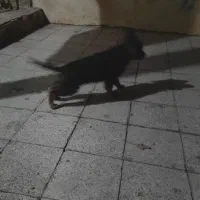 ژرمن شپرد شولاین|سگ|قزوین, |دیوار