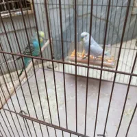 مرغ عشق جفت کاملا سالم|پرنده|قم, شهرک توانیر|دیوار