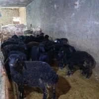 گوسفند بر نره شیر مست قره قزل ۲۴ عدد