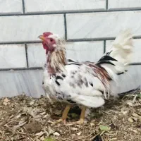 خروس و نوچه خروس گلین لری