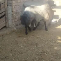 شیشک قوچ شالی