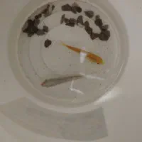 دو ماهی|ماهی|اردکان, |دیوار