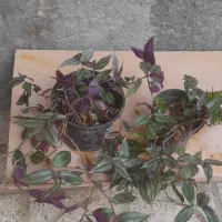 گلهای طبیعی|گل و گیاه طبیعی|شیروان (خراسان), |دیوار