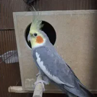 عروس هلندی مولد