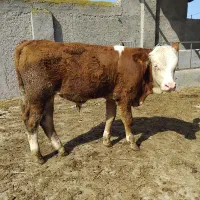 فروش گوساله سیمینتال