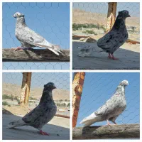 سیاه دمسفید