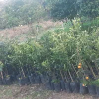 نهال مرکبات قیمت استثنایی