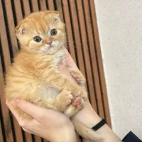 اسکاتیش فولد گلد|گربه|رشت, چله خانه|دیوار