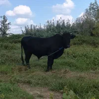 یک راس گاو نر