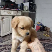 سگ بازیگوش خوشکل