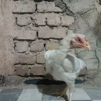 مرغ لاری|حیوانات مزرعه|فولادشهر, A1|دیوار