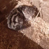 گربه خوب|گربه|اردبیل, |دیوار