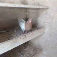 کبوتر|پرنده|آذرشهر, |دیوار