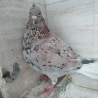 هفت رنگ دم سفید  نربدون غلط